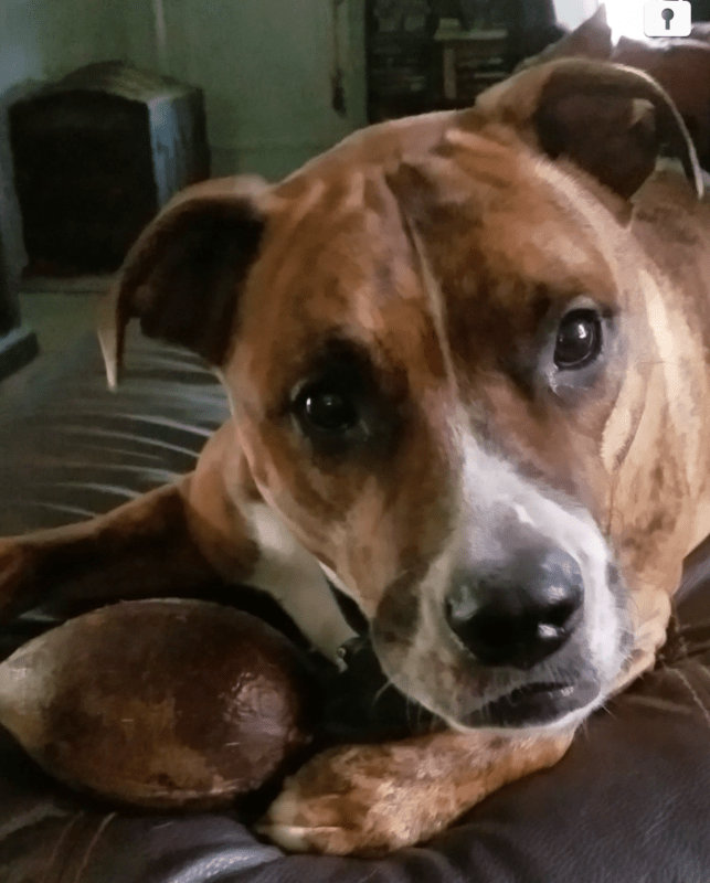 Boxer bullmastiff mix for adoption cleveland akron pittsburgh