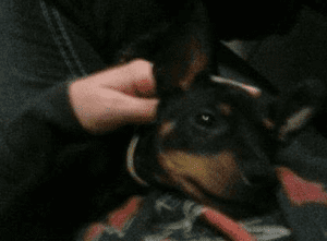 Miniature pinscher (minpin) dog for private adoption chattanooga tn – adopt copper