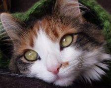 Siberian Mix Cat For Adoption North Carolina