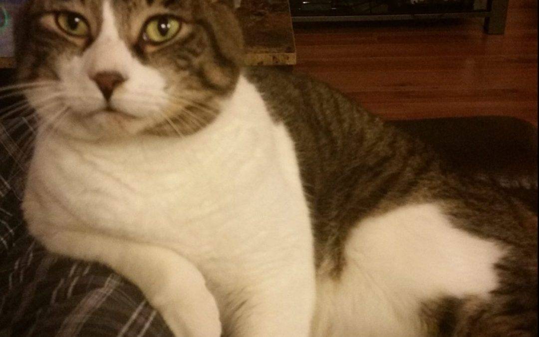 Tabby Cat For Adoption in Innisfail AB – All Supplies Included – Adopt William