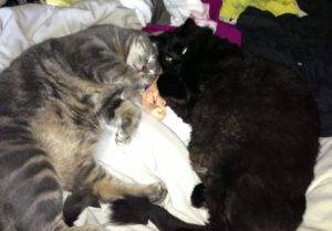 Grey Tabby And Longhaired Black Cat For Adoption In Calgary AB