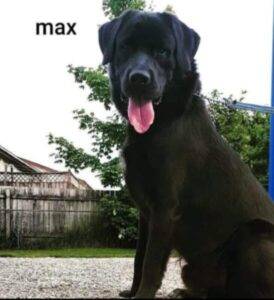 Photo Newfoundland labrador retriever dog for adoption in st johns nl
