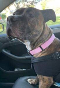 Athena is a brindle pitbull for adoption in millville new jersey