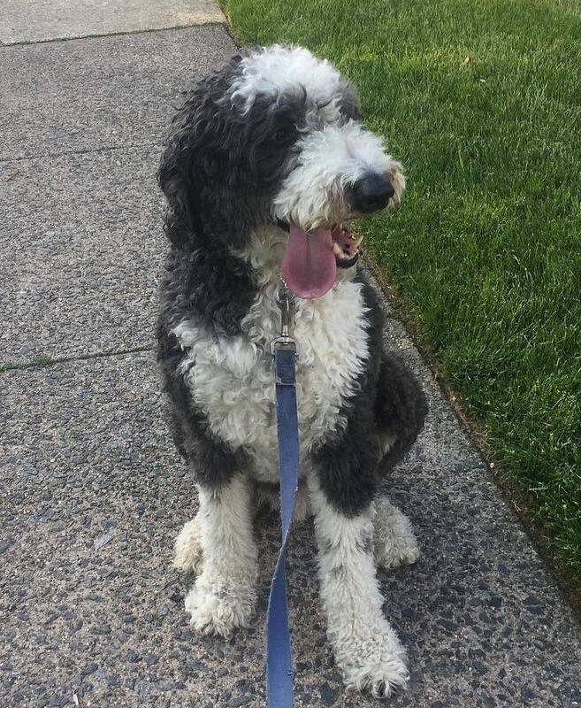 Dudley sheepadoodle adoption springfield pa