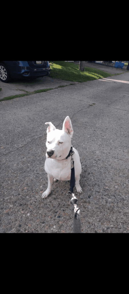 White american pit bull terrier pitbull for adoption in philadelphia – supplies included – adopt zoe