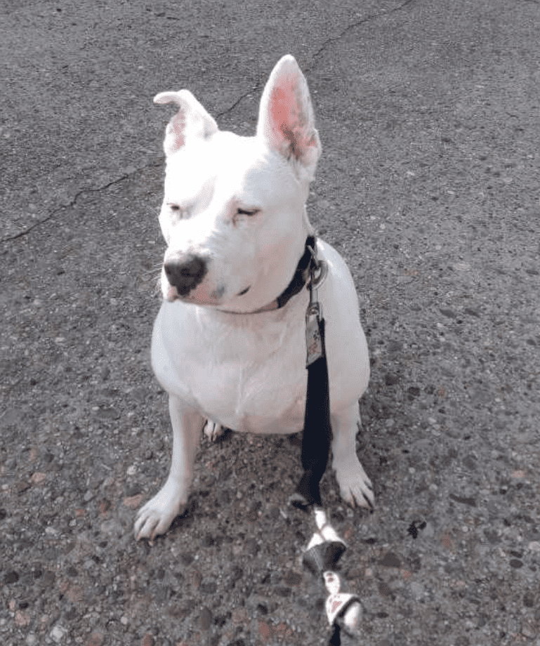 White American Pit Bull Terrier Pitbull for Adoption in Philadelphia – Supplies Included – Adopt Zoe