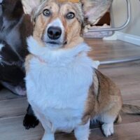 Welsh Corgi Mix Dog For Adoption In Calgary – Supplies Included – Adopt Dolly