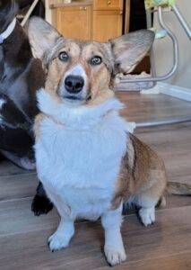Welsh corgi mix dog for adoption in calgary – supplies included – adopt dolly