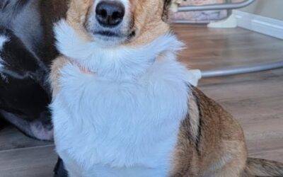 Welsh corgi mix dog for adoption in calgary – supplies included – adopt dolly