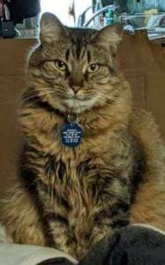 Gorgeous maine coon cat for adoption in san angelo texas – supplies included – adopt tracker
