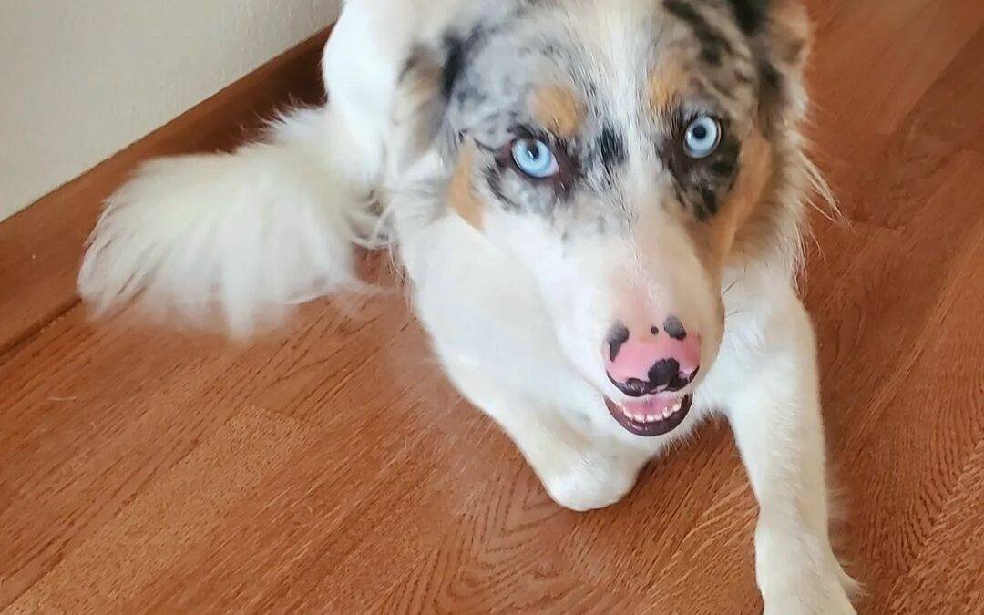 Handsome border collie for adoption in san diego ca – supplies included – adopt jax