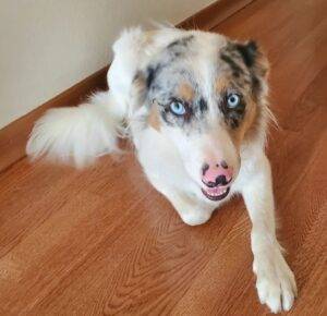 Handsome border collie for adoption in san diego ca – supplies included – adopt jax