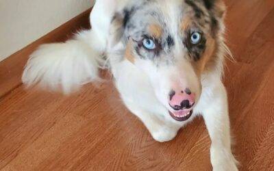 Handsome Border Collie For Adoption in San Diego CA – Supplies Included – Adopt Jax