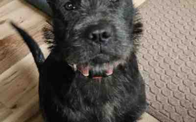 Sweet shar pei puppy for adoption in nashville hermitage tennessee tn – meet dandelion
