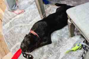 Shar pei puppy for adoption in nashville