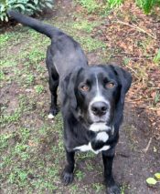 Bernese Mountain Dog Mix For Adoption In Richmond BC – Meet Henri