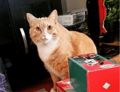 Orange Tabby Cat For Adoption In Edmonton AB – Supplies Included – Adopt Leia