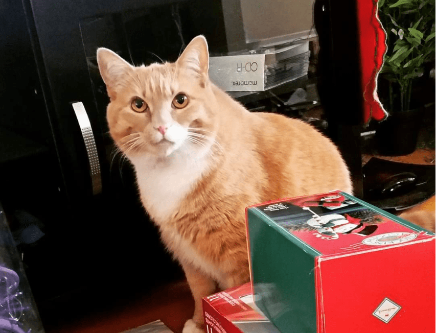 Orange Tabby Cat for Adoption in Edmonton AB – Supplies Included – Adopt Leia