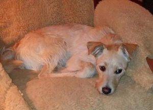 Scruffy - golden retriever terrier mix dog for adoption detroit windsor