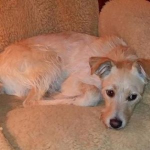 Golden Retriever Terrier Mix Dog for Adoption Detroit Windsor - Adopt