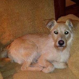 Golden Retriever Terrier Mix Dog for Adoption Detroit Windsor - Adopt