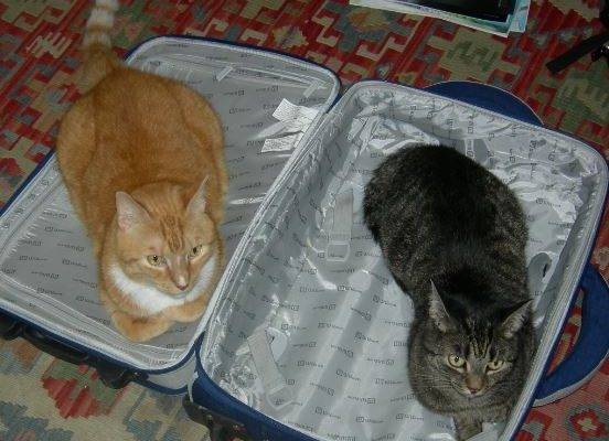 senior-bonded-cats-seek-loving-home-in-ny