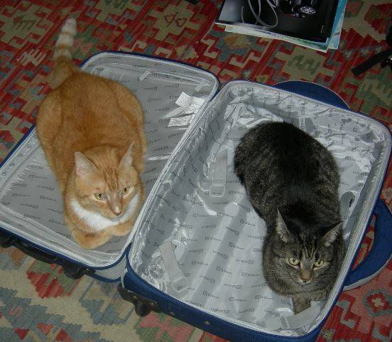 Pumpkin & munch – senior tabby cat sweethearts seek loving nyc area home – supplies included