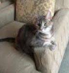 Sweet and Loving Calico Girl Seeks Foster Home For 12 Months – All Expenses Paid – Broomfield Colorado