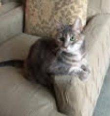 Sweet and Loving Calico Girl Seeks Foster Home For 12 Months – All Expenses Paid – Broomfield Colorado