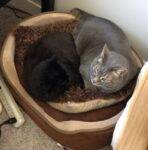 Longhair black cat for adoption in calgary 12