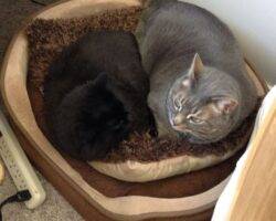 Longhair black cat for adoption in calgary 12