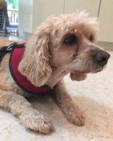 Sandy – Sweet Senior Cockapoo Seeks Loving Home in White Plains – Supplies Included