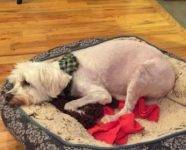 REHOMED!! Bentley & Cream – Adorable Senior Pair – Maltese and Yorkie   Atlanta GA