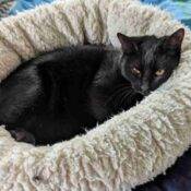 Serena Black Cat Adoption Spring Hill Florida