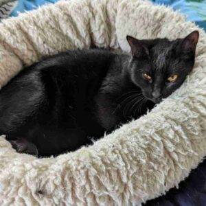 Serena black cat adoption spring hill florida