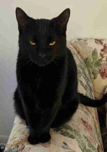Serena black cat adoption spring hill florida
