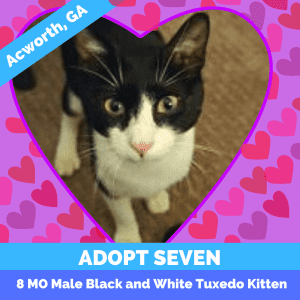 Cuddly and affectionate black and white tuxedo kitten for adoption in acworth georgia