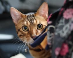 Bengal kitten for adoption in edmonton