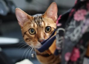 bengal kitten for adoption in edmonton Photo bengal kitten for adoption in edmonton