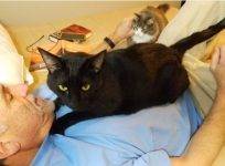 Shadow - Black Cat For Adoption Raleigh Durham NC 1