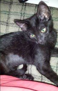 Shadow-black cat for adoption in arizona 2