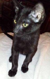 Shadow-black cat for adoption in arizona 2