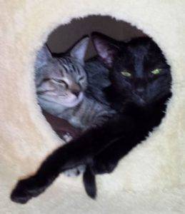 Bonded 3 yo m/f cats for adoption in phoenix az – torbie and black cat – adopt shadow and tigerlilly today!