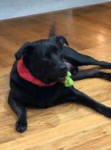 Obedience trained labrador retriever mix dog for adoption in bentonville arkansas – supplies included – adopt shadow
