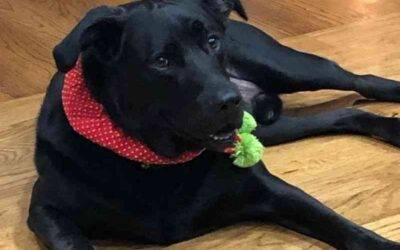 OBEDIENCE TRAINED Labrador Retriever Mix Dog For Adoption in Bentonville Arkansas – Supplies Included – Adopt Shadow