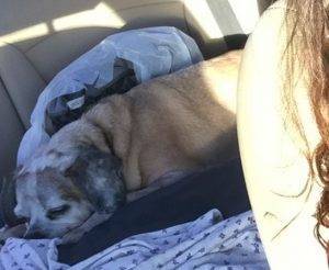 Rehomed – shakey – senior puggle in pflugerville texas