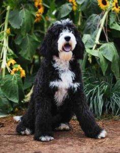 Sheepadoodle for adoption in columbus ohio – supplies included – adopt maggie