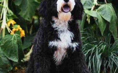 Sheepadoodle For Adoption in Columbus Ohio – Supplies Included – Adopt Maggie