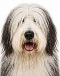 Old English Sheepdog large dog breed portrait for adoption and rehoming