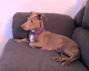 Photo Shelby dachshund mix adoption philadelphia pa